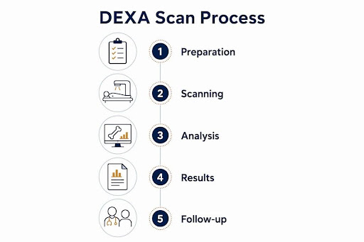Infographic showing DEXA scan process steps